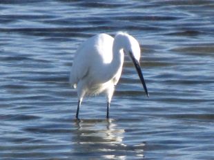 aigrette garzette